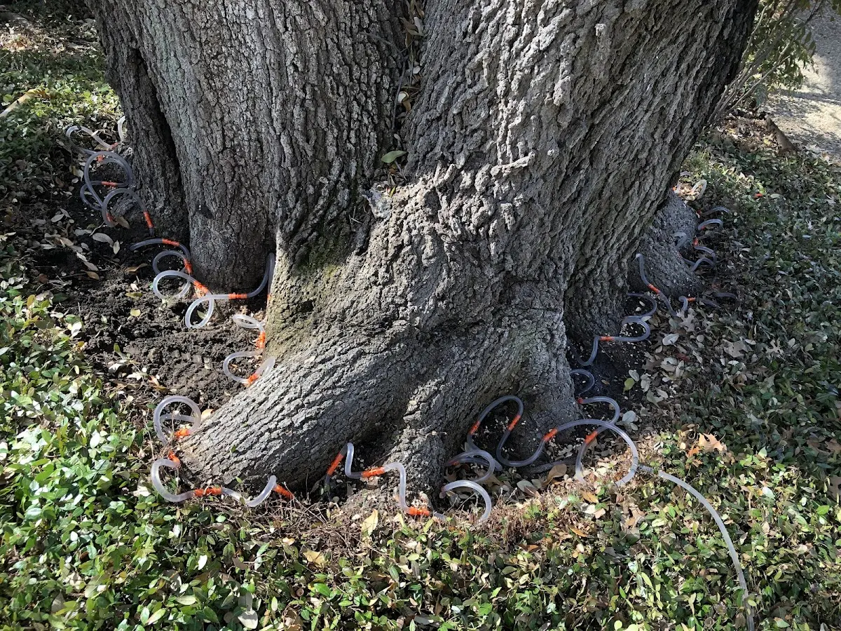 Detailed Tree Cabling and Bracing job site in Urbana