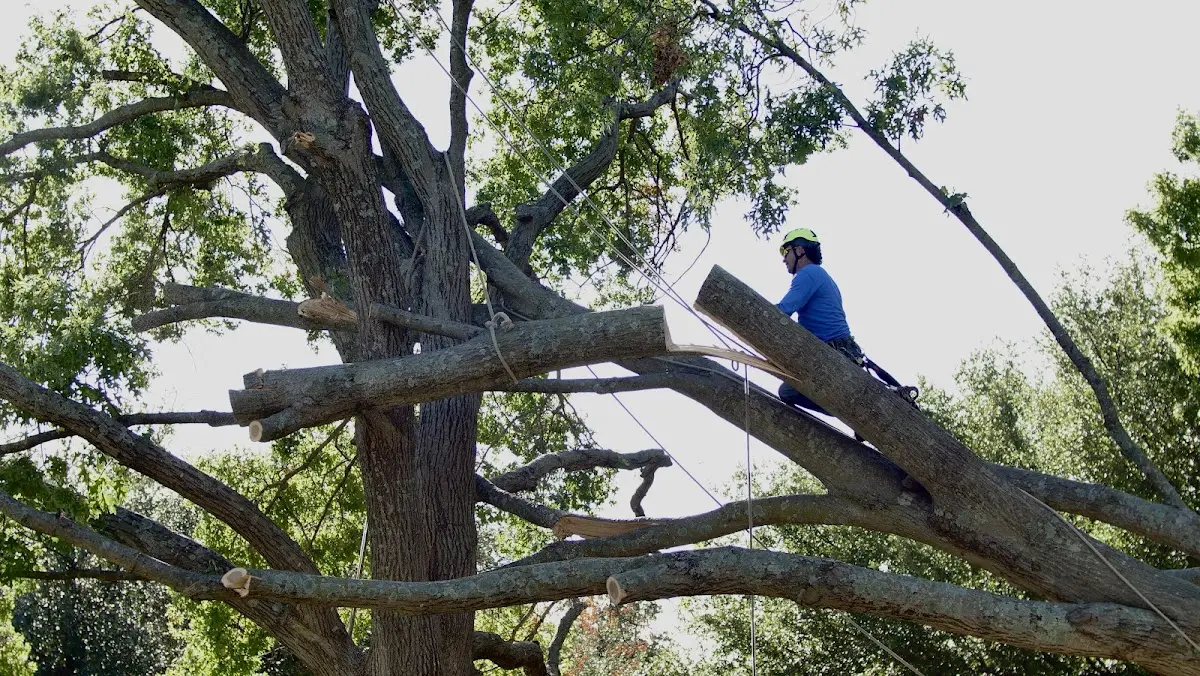 Professional Hazardous Tree Removal performed by certified arborists in Urbana
