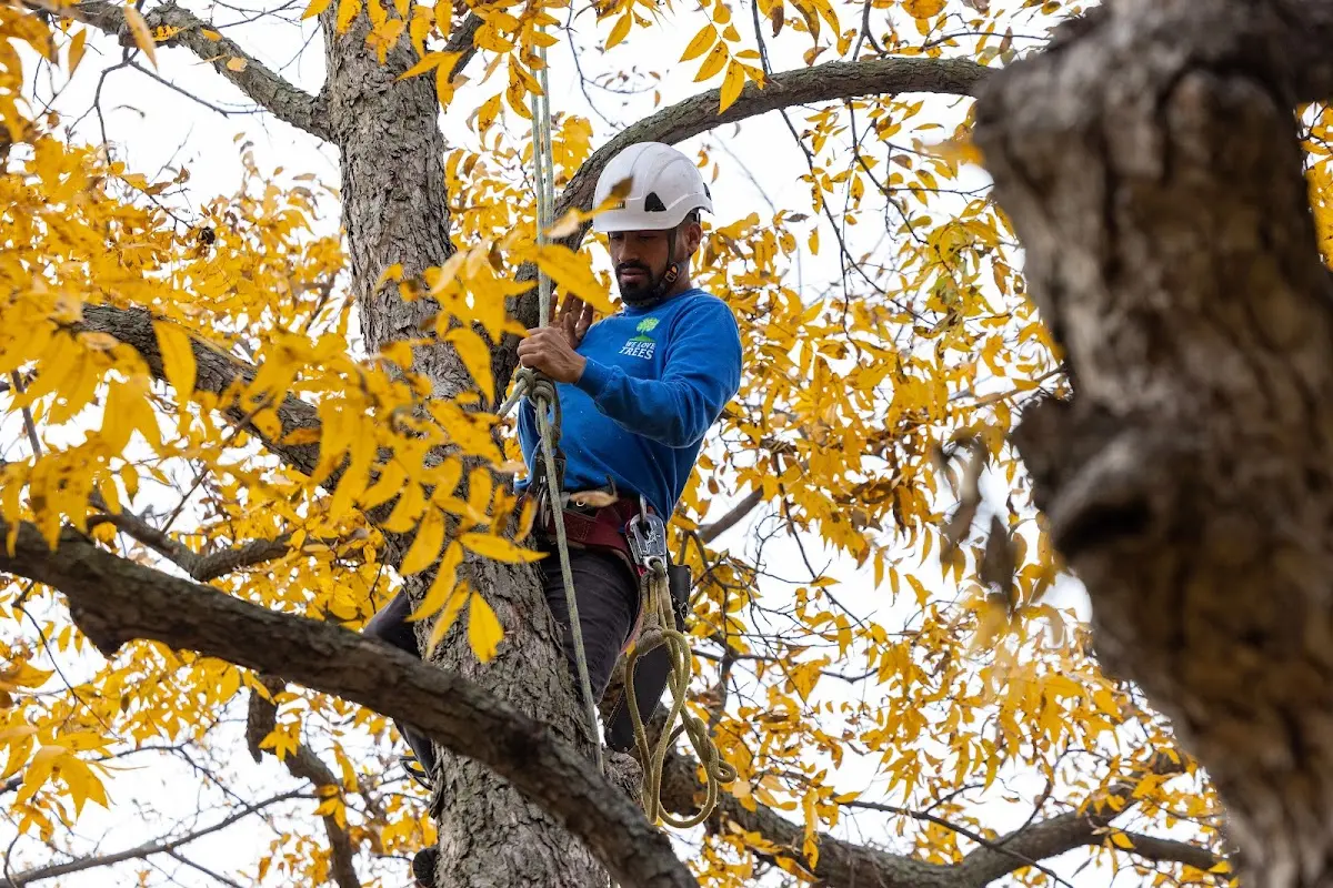 Skilled Tree Transplanting crew working in Urbana